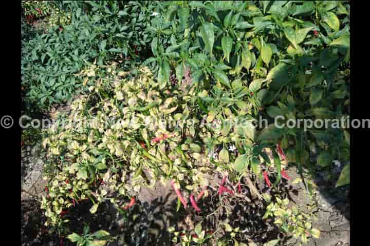 organic virucide for crops